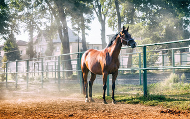 Fototapeta premium Horse on paddock in riding school