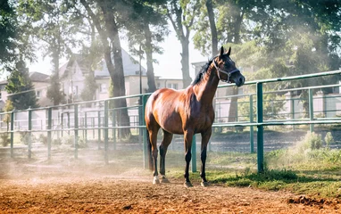 Foto op Plexiglas Horse on paddock in riding school © leszekglasner