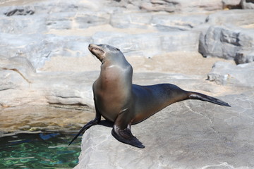 Naklejka premium 鴨川シーワールドのアザラシ