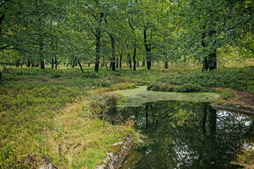 Fototapeta na wymiar Little pond in forest with deciduous trees.