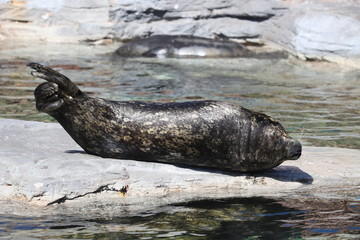 鴨川シーワールド　アザラシ