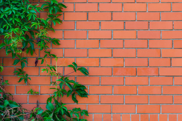 Red brickwork with liana (texture, background)