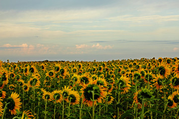 Obraz premium Field with sunflower plants in the evening.