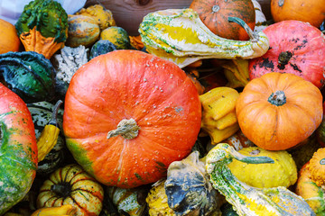 Pumpkins and gourds