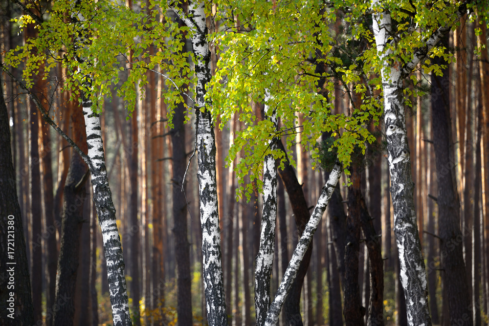 Sticker Birches in the forest