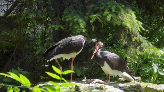 zwei schwarze St&ouml;rche als lustige V&ouml;gel im Gespr&auml;ch