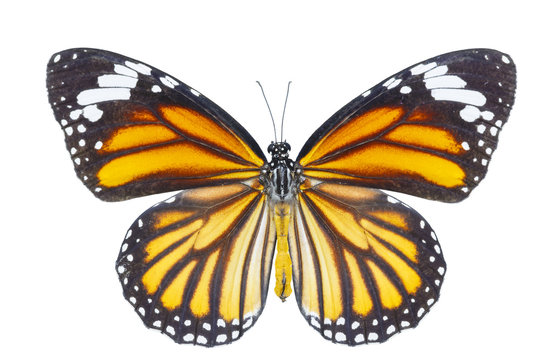 Top view of common tiger butterfly ( Danaus genutia ) on white