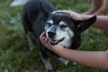 Children petting dog, elevated view