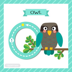 Letter O uppercase cute children colorful zoo and animals ABC alphabet tracing flashcard of Turquoise Owl bird for kids learning English vocabulary and handwriting vector illustration.