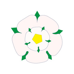 Vector illustration in a flat style: White Rose of York also know as Alba Yorkshire Rose.