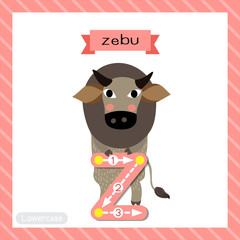 Letter Z lowercase cute children colorful zoo and animals ABC alphabet tracing flashcard of Zebu standing on two legs for kids learning English vocabulary and handwriting vector illustration.