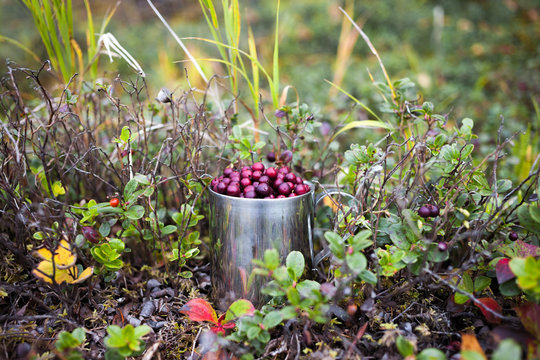 Lingonberry in steel cup in a forest