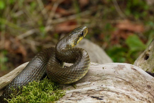saettone (Zamenis longissimius) o Colubro di Esculapio - ritratto