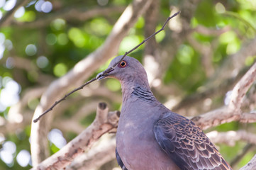巣材を集めるオスの鳩