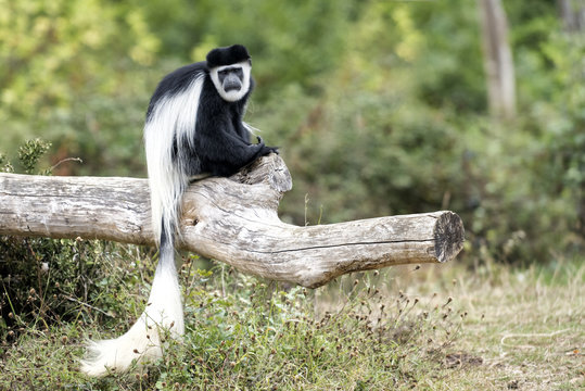 Singe colobus guereza