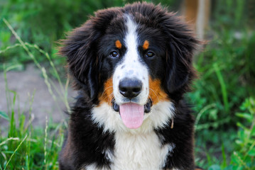 portrait of a Bernese Mountain Dog