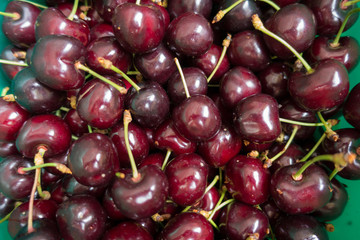 Field fresh ripe organic sweet cherries fruits