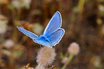 Bläuling
