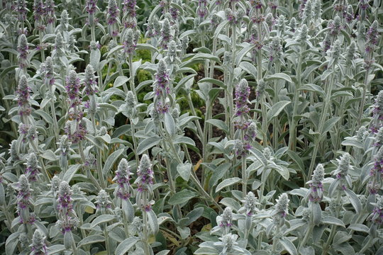 Flowering spikes of Stachys byzantina with pink flowers