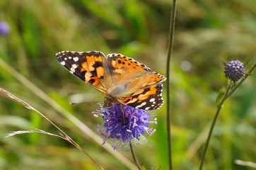 Fototapeta premium Distelfalter (Vanessa cardui)