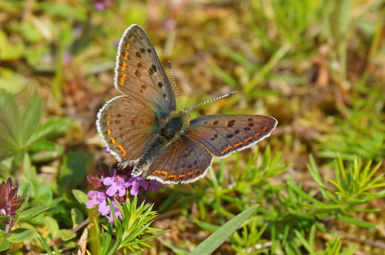 Brauner Feuerfalter (Lycaena tityrus)