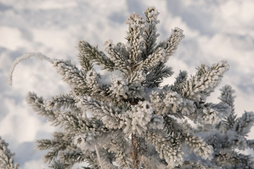 Spruce branches covered with hoarfrost and snow in freezing weather in the winter