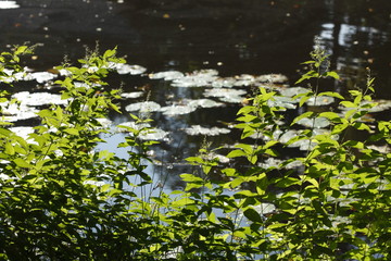 Gräser an einem Seeufer