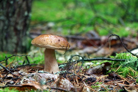boletus mushroom in the rain