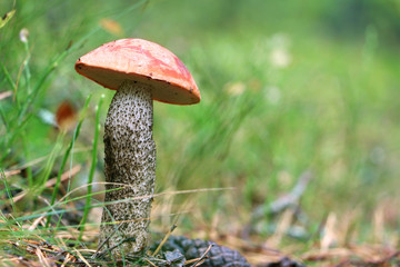 Orange-cap Leccinum mushroom