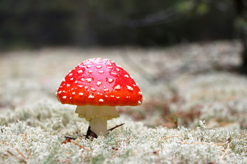 Red Agaric mushroom
