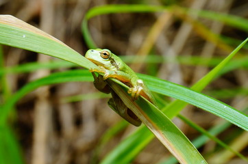 Europäischer Laubfrosch (Hyla arborea)