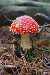 Fliegenpilz (Amanita muscaria)