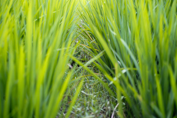 Fototapeta premium green rice paddy field agriculture in asia beautiful background divider