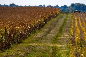 Fototapeta na wymiar rows of soybeans, corn and vehicle tracks