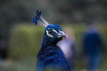 Peacock looking at camera