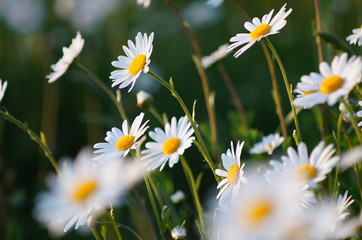 Wiesen-Margerite (Leucanthemum vulgare agg.)