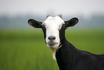 goat close up face view with beard male looking straight in the field