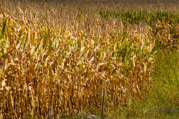 corn field is nearing harvest time on a sunny day
