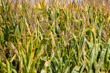 corn tassels in a corn field is nearing harvest time