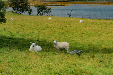 scenery of Scotland's Highland Scotland island