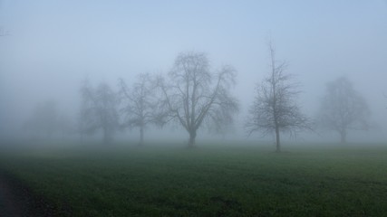 Obraz na płótnie Canvas tree in fog