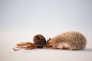 Porcupine with pine cone and autumn leaves on white background