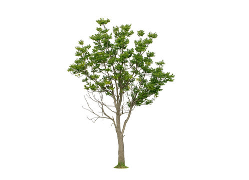 Azadirachta indica. Medium Neem tree isolated on white background.