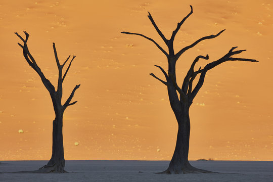 Bare trees standing in front of sand dune.