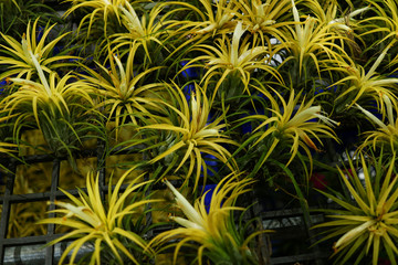 Fototapeta premium Bromeliad in the garden