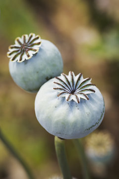 Close up of flowers and plants with seedheads in late summer