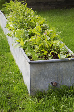 Metal planter of small tender lettuce plants, cut and come again salad