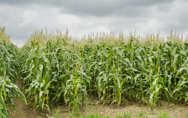 field with green corn plants