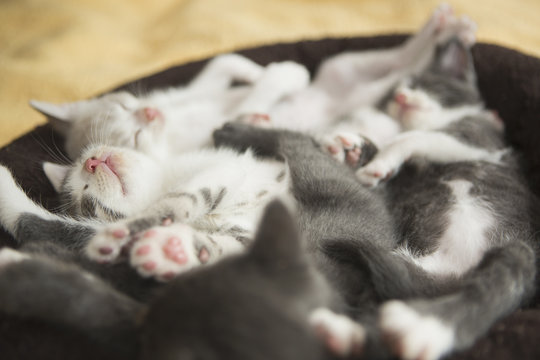 A litter of grey and white kittens asleep in a small cat bed.