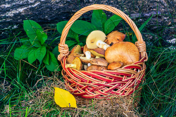 Mushrooms in wicker basket with trunk of fallen tree on the background